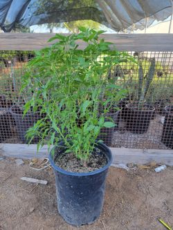Chiltepin