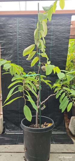 🌳 6ft Lisa Pride Atemoya Tree (15 Gal) – Currently Fruiting! $180