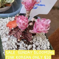 PLANT SALE TODAY SUNDAY SAN LORENZO. DM FOR ADDRESS STARTS 1:30. TODAY