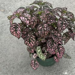 Hypoestes Pink - 1 Gallons