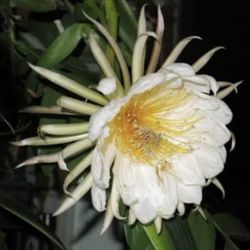 Epiphillum Marniera 