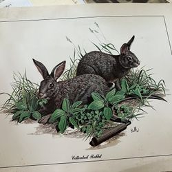 Balke Print Rabbits