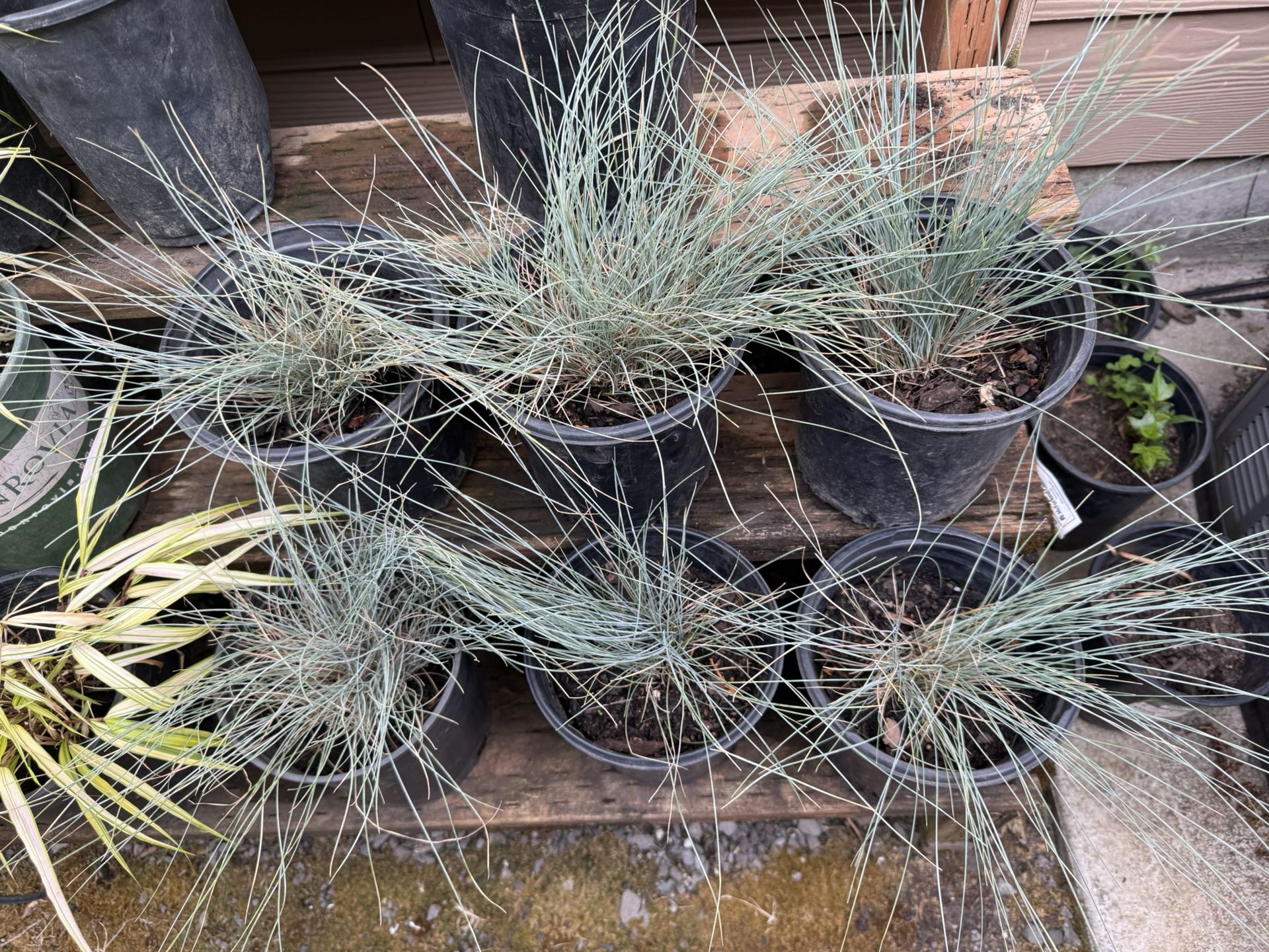 Blue Grass !!!5- Each