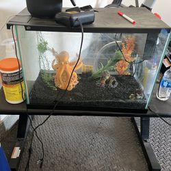 Fish Tank