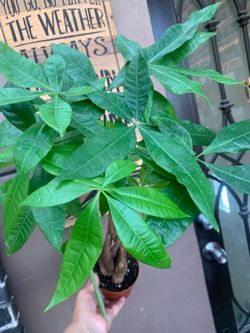 Pachira or money tree indoor plants