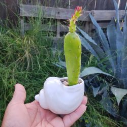 Small Cactuses 