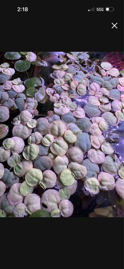 Red Root Floaters