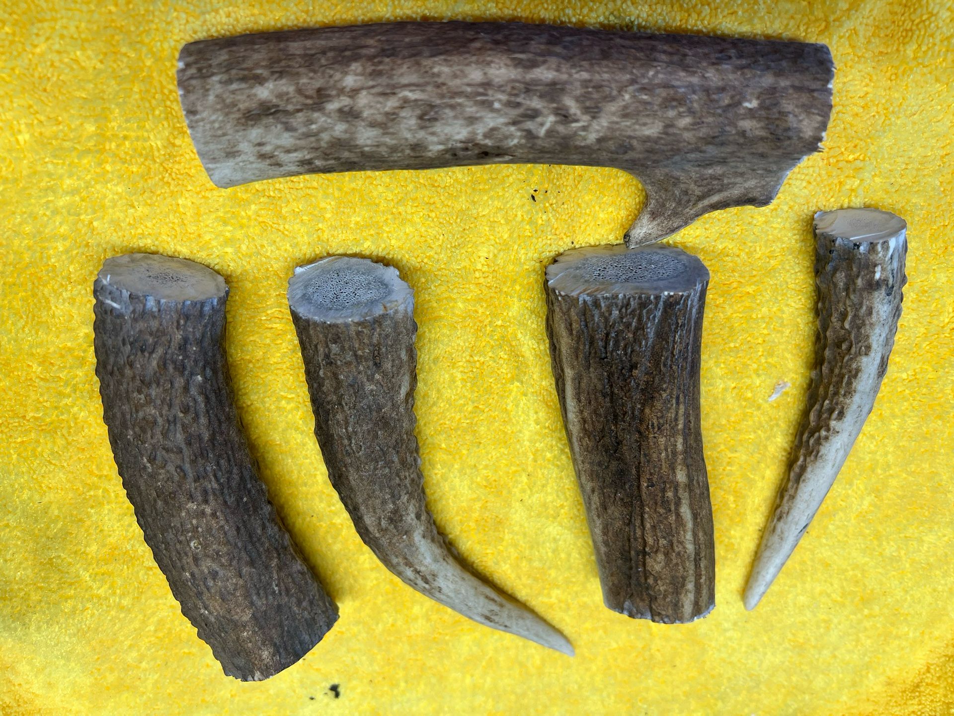 Elk Antler Dog Chews