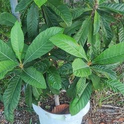 Halthy  Loquet  Tree 