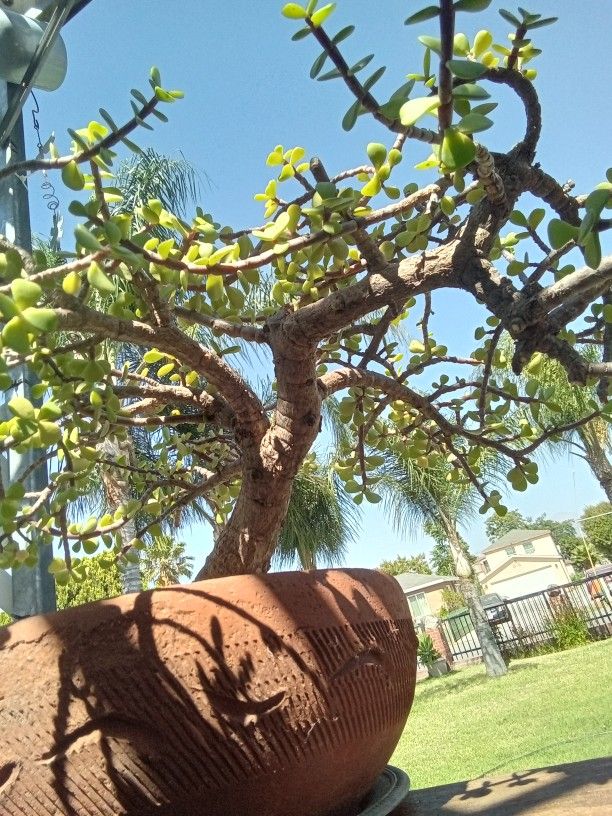 Bonsai Elaphant Bush 25 Years Old