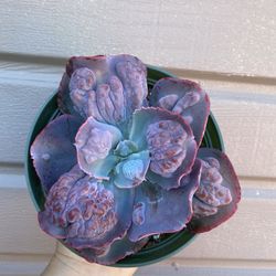 6” echeveria etna