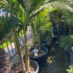 King Palm 20 Gallons