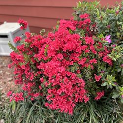 FREE Mature Azaleas bushes