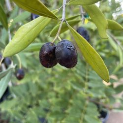 5 Gallon Size- Olive Trees- Mango Trees- Kiwi Vines- Sapote Trees- Strawberry Guava Trees- Lemon Guava Trees- Jujube Trees- Cherimoya Trees- Sapote Tr