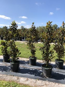 Magnolia Trees 5-6Ft Tall