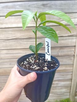 Canistel Tree - Egg Fruit Tree - Organic Miami Fruit Tree
