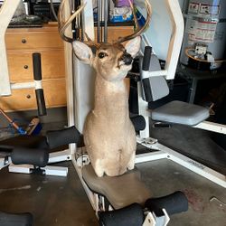 Deer Head