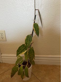 Hoya Macrophylla albomarginata