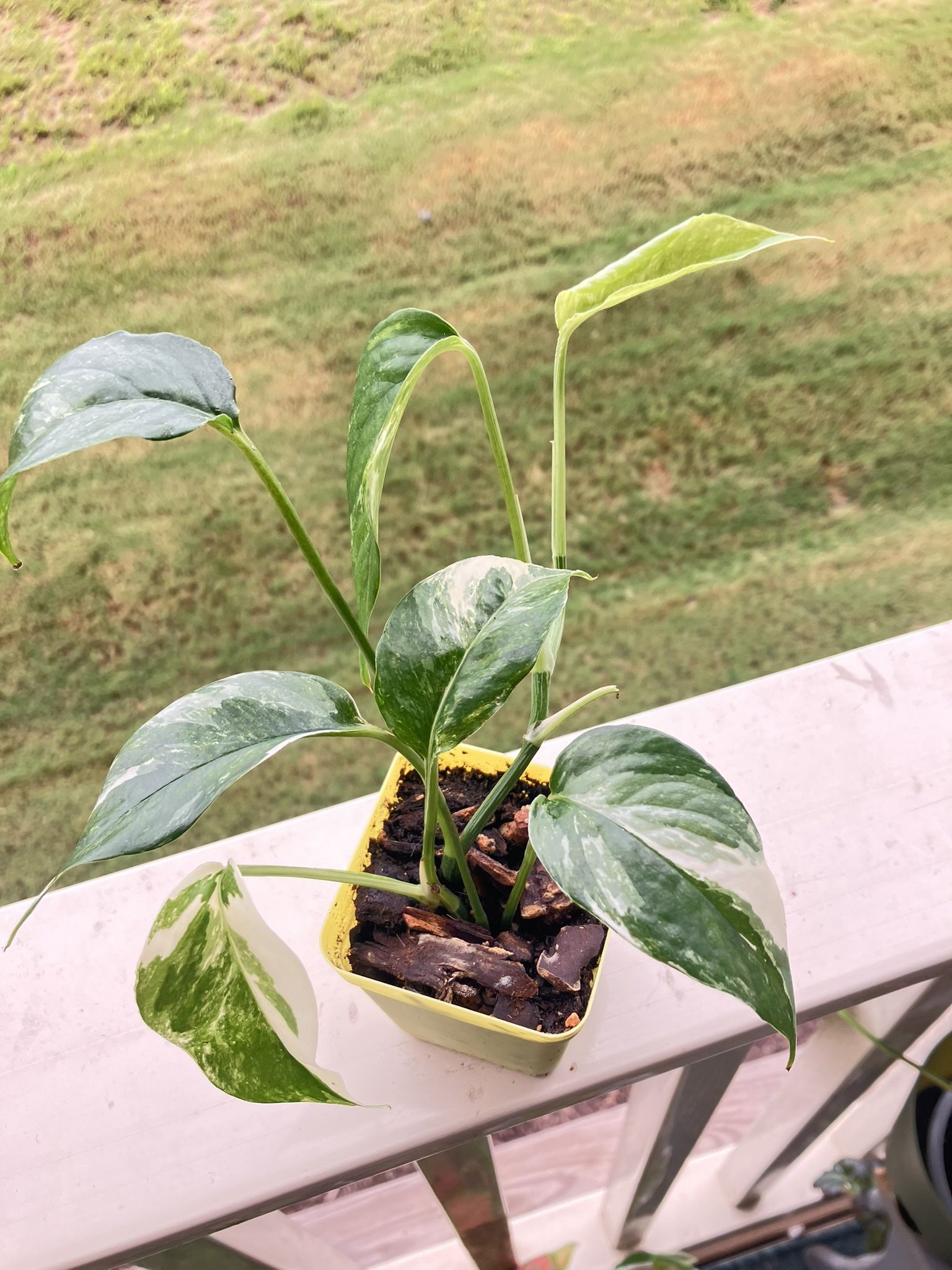 Epipremnum Pinnatum Albo (Albo Pothos)