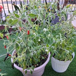 Pepper Plants 