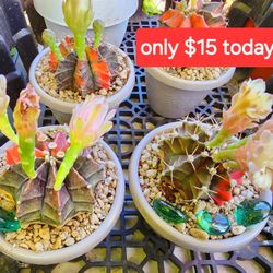 BIG PLANT PLANT SALE TODAY IN SAN LORENZO  GREAT DEALS ON RARE PLANTS Sunday