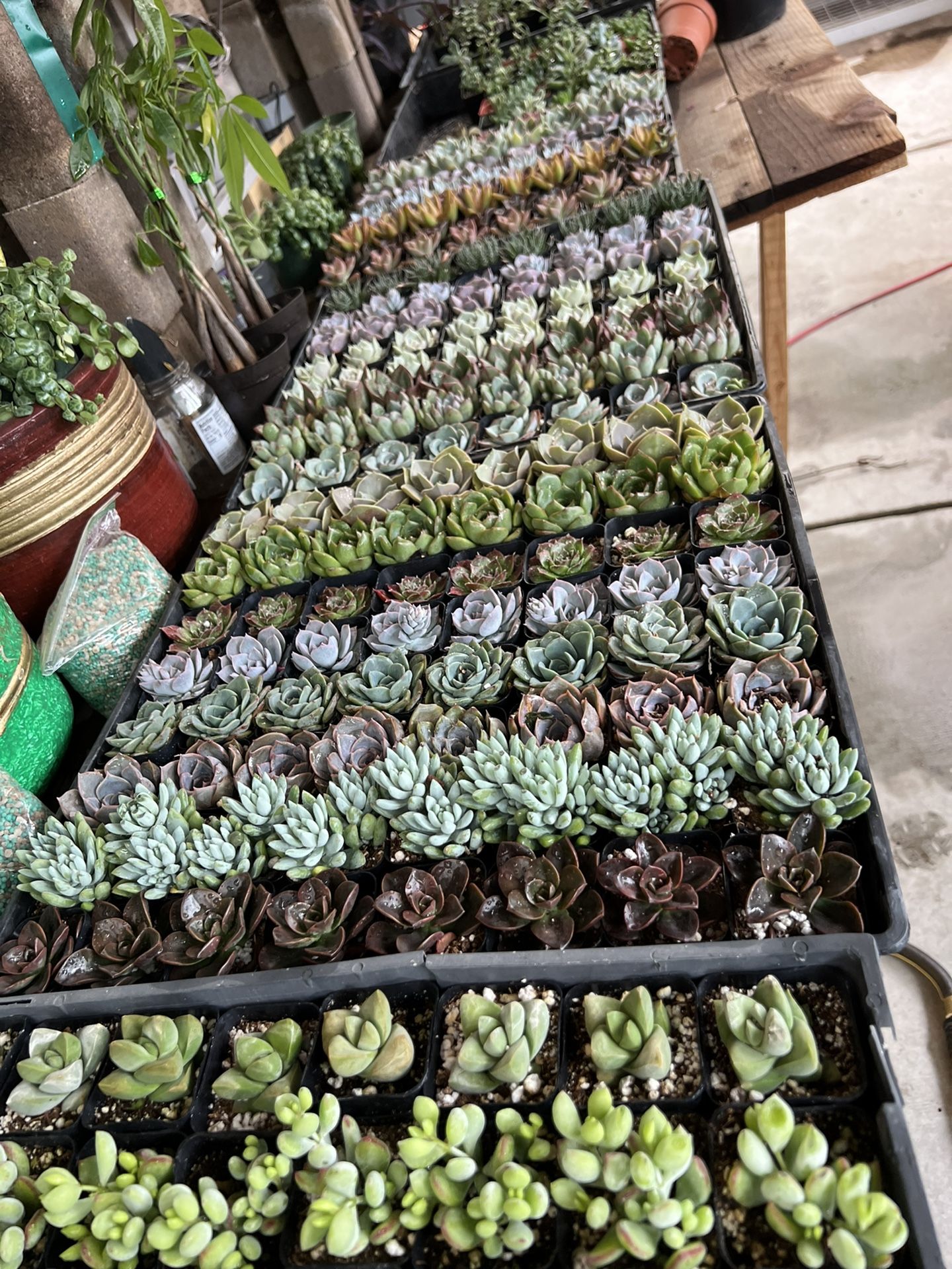 Beautiful Succulents