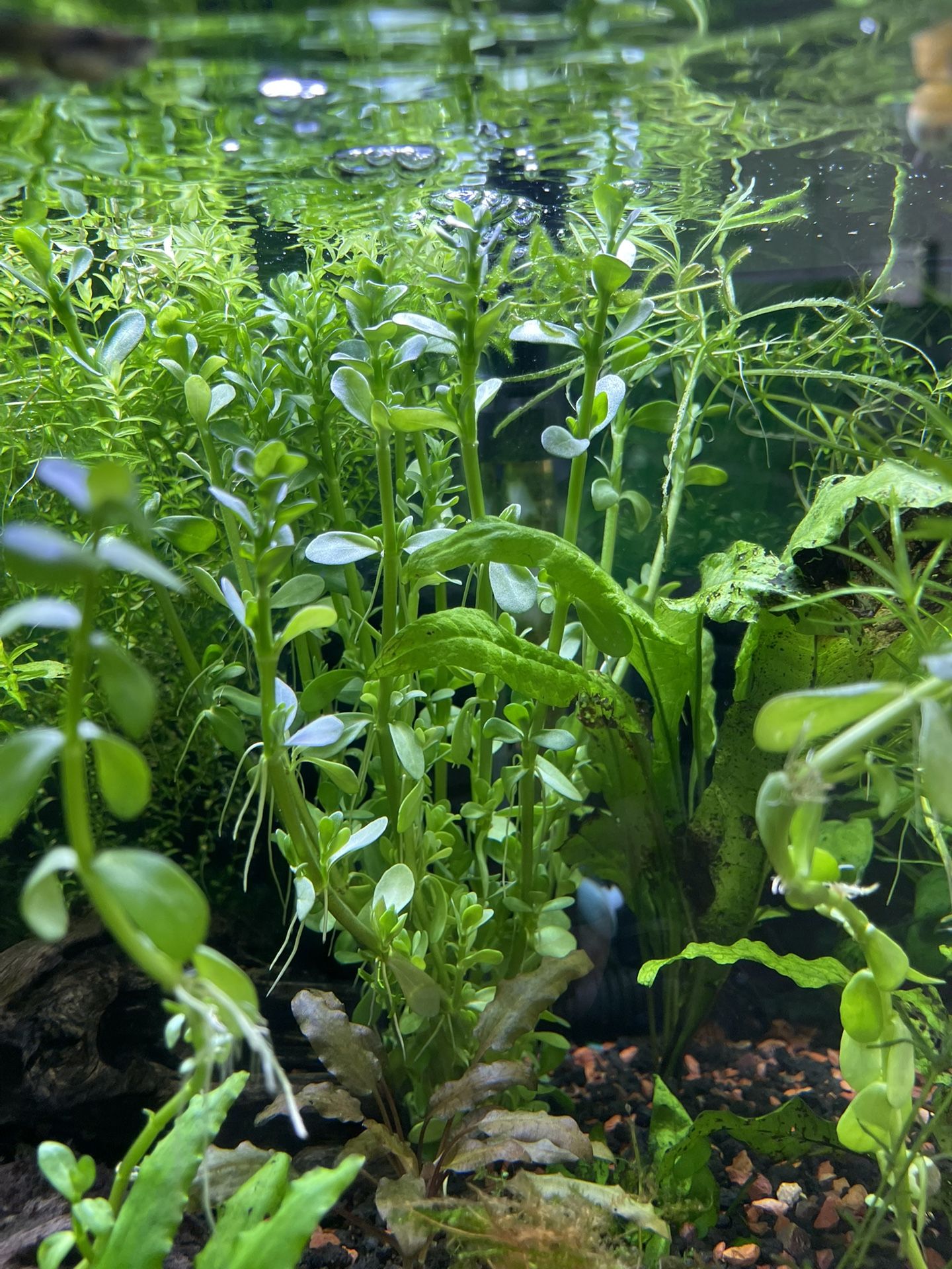 Fish Tank Live Plants