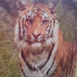 Tiger Wall Art