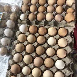Fresh Eggs 
