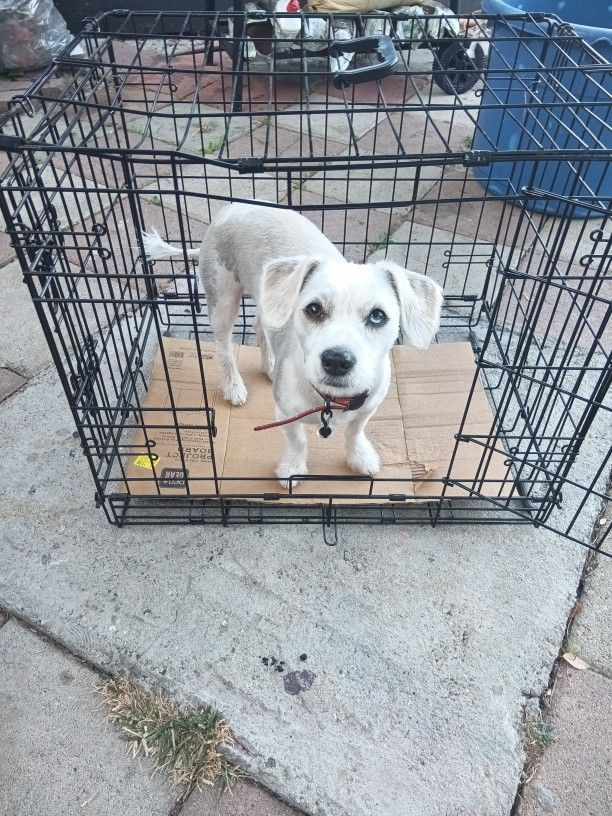 Dog Crate