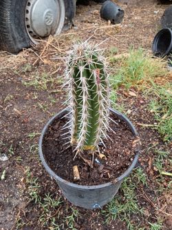 Cactus
