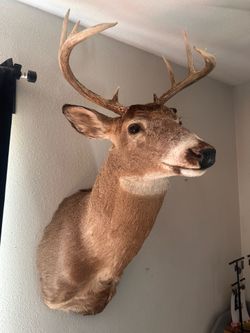 Whitetail Deer Shoulder Mount Taxidermy