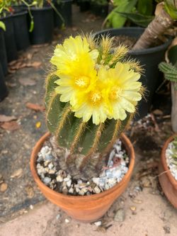Biznagas o cactus