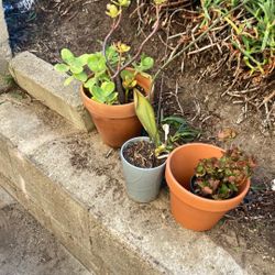 Plants