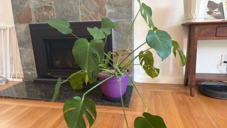 Monstera plant