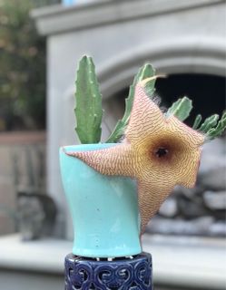 $6 Stapelia Cactus plant