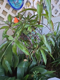 Basket Hanging Plant