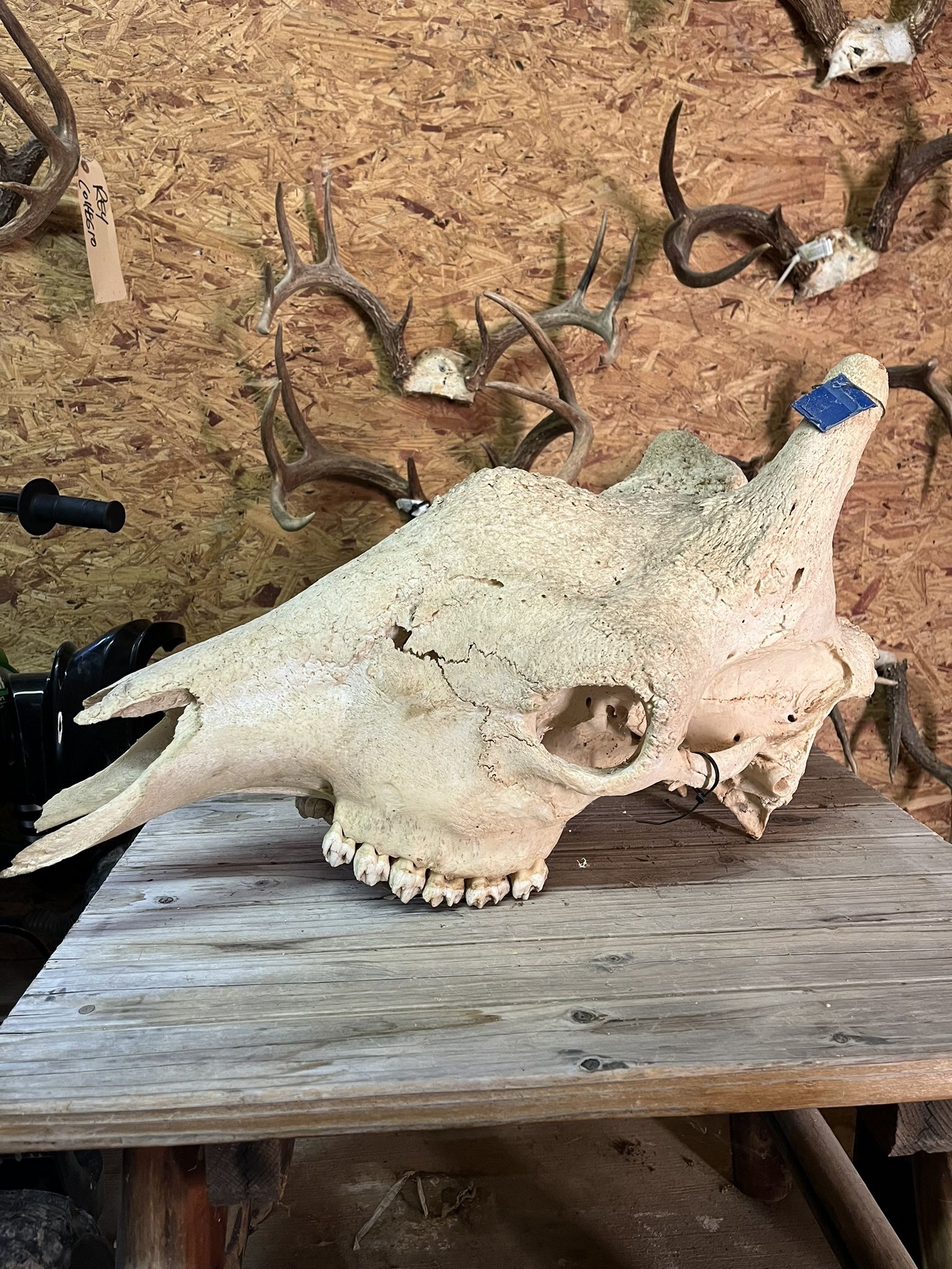 Giraffe Skull Taxidermy