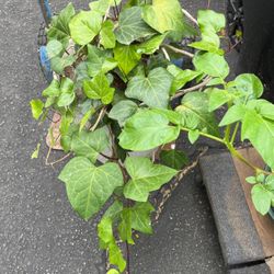 Ivy Plants In A Pot