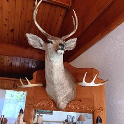 Cabin Style,Vintage Halltree With Stuffed Deer Head. 