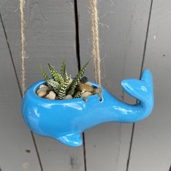 Succulents