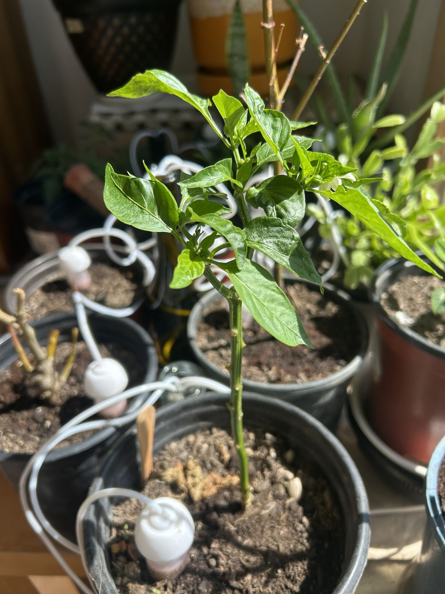 Thai Chilli Plant