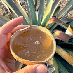 Pulque Tiernito Y Fermentado Agua Miel De Agave