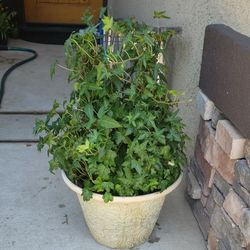 Plant
