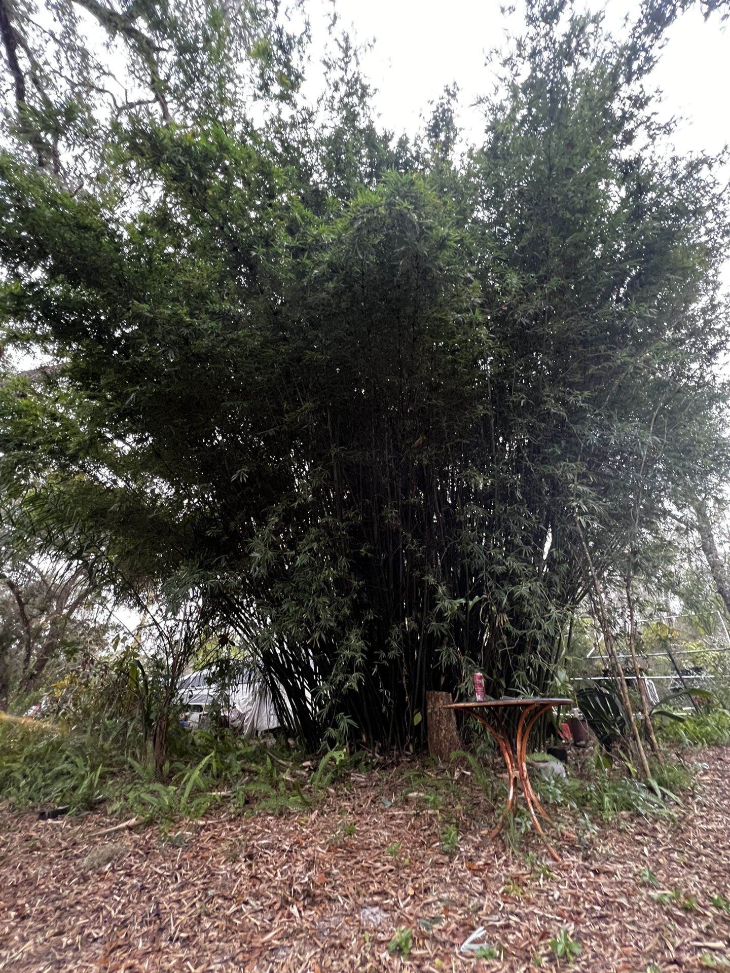 Green Stripe Bamboo 1gal (Live Division 4ft-8ft)