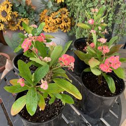 Corona de Cristo Planta - Crown of Thorns - Double Flower Shy Pink - 1 gallon pot