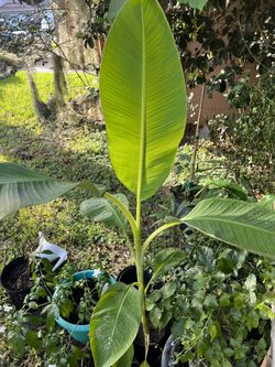 Banana Tree