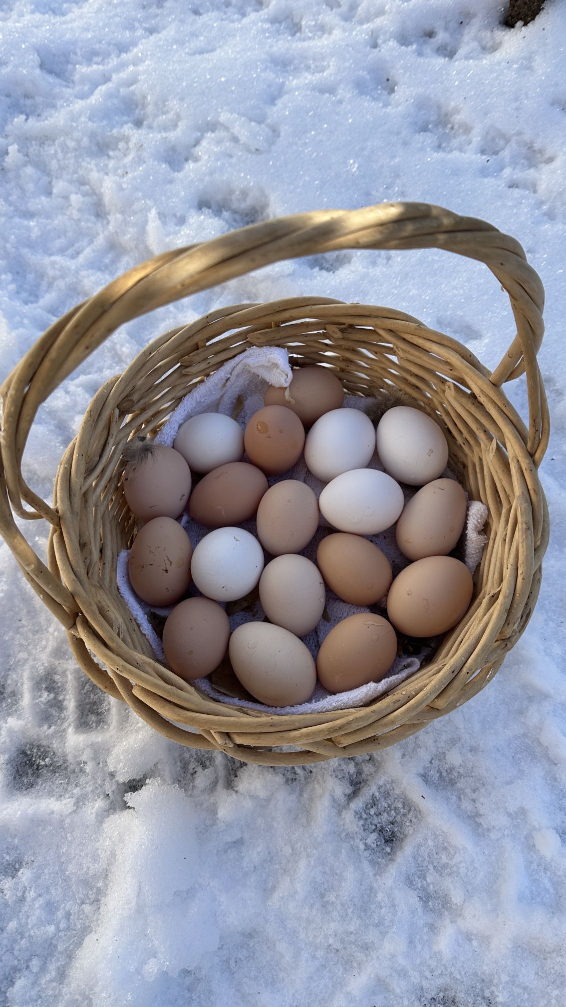 Assorted Chicken Eggs for Hatching (dozen)