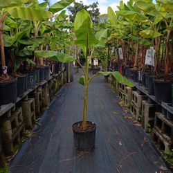 Blue Java / Ice-cream Banana Plant 