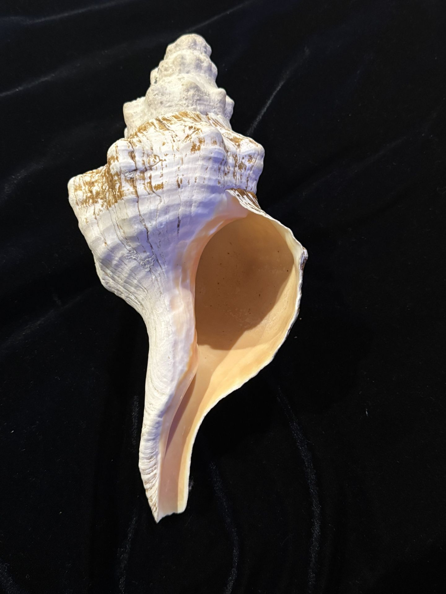 Large Natural Conch Sea Shell 12” Real Decorative Specimen 2lb Coastal Decor